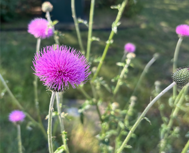 thistle in garden content-image