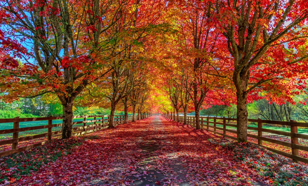 fall content-image